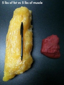 muscle vs. fat